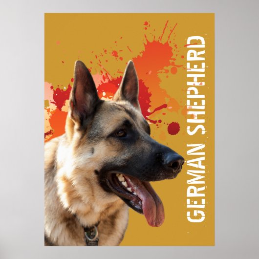 Deutscher Schäferhund Poster (Vorne)