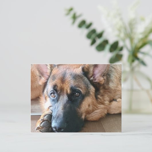 Deutscher Schäferhund Postkarte (Stehend Vorderseite)