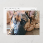 Deutscher Schäferhund Postkarte (Vorne/Hinten)