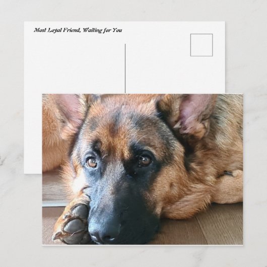 Deutscher Schäferhund Postkarte (Vorne/Hinten)