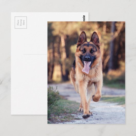 Deutscher Schäferhund Postkarte (Vorne/Hinten)