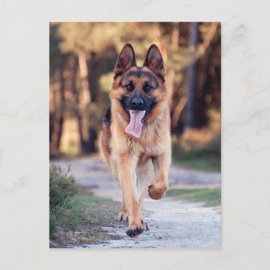 Deutscher Schäferhund Postkarte (Vorderseite)