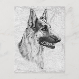 Deutscher Schäferhund Postkarte