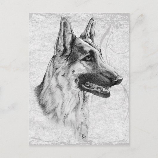 Deutscher Schäferhund Postkarte (Vorderseite)