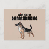Deutscher Schäferhund Postkarte (Vorderseite)