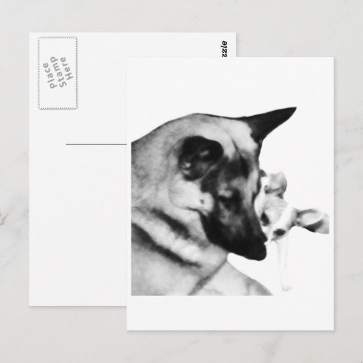 Deutscher Schäferhund Postkarte (Vorne/Hinten)