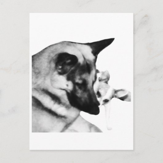 Deutscher Schäferhund Postkarte (Vorderseite)