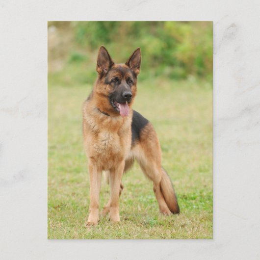 Deutscher Schäferhund Postkarte (Vorderseite)