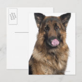 Deutscher Schäferhund Postkarte (Vorne/Hinten)