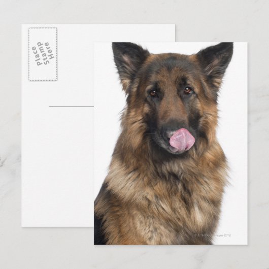 Deutscher Schäferhund Postkarte (Vorne/Hinten)