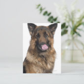 Deutscher Schäferhund Postkarte (Stehend Vorderseite)