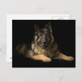 Deutscher Schäferhund Postkarte (Vorne/Hinten)