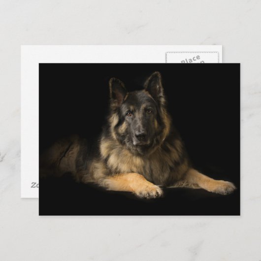 Deutscher Schäferhund Postkarte (Vorne/Hinten)