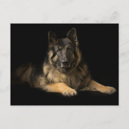 Deutscher Schäferhund Postkarte