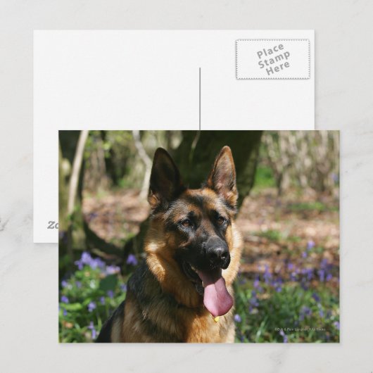 Deutscher Schäferhund Postkarte (Vorne/Hinten)