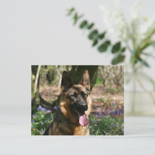 Deutscher Schäferhund Postkarte (Stehend Vorderseite)