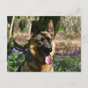 Deutscher Schäferhund Postkarte
