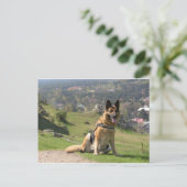 Deutscher Schäferhund Postkarte (Stehend Vorderseite)