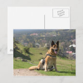 Deutscher Schäferhund Postkarte (Vorne/Hinten)