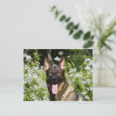 Deutscher Schäferhund Postkarte (Stehend Vorderseite)