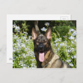 Deutscher Schäferhund Postkarte (Vorne/Hinten)