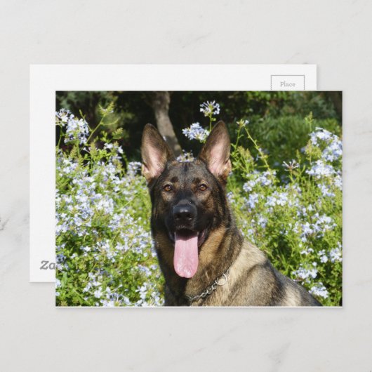 Deutscher Schäferhund Postkarte (Vorne/Hinten)