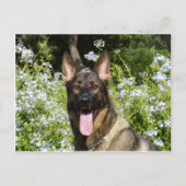 Deutscher Schäferhund Postkarte (Vorderseite)