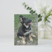 Deutscher Schäferhund Postkarte (Stehend Vorderseite)
