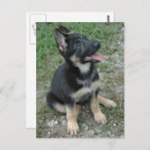 Deutscher Schäferhund Postkarte (Vorne/Hinten)