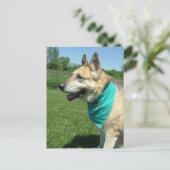 Deutscher Schäferhund Postkarte (Stehend Vorderseite)