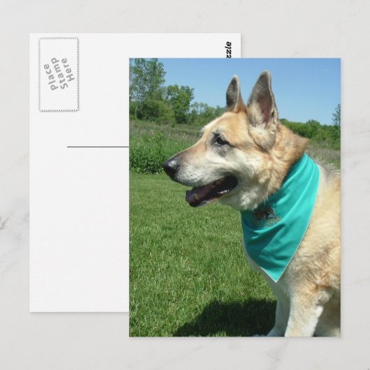 Deutscher Schäferhund Postkarte (Vorne/Hinten)