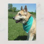 Deutscher Schäferhund Postkarte (Vorderseite)