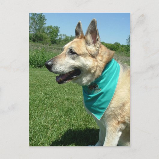 Deutscher Schäferhund Postkarte (Vorderseite)