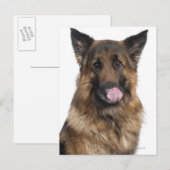 Deutscher Schäferhund Postkarte (Vorne/Hinten)