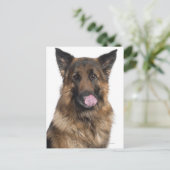 Deutscher Schäferhund Postkarte (Stehend Vorderseite)