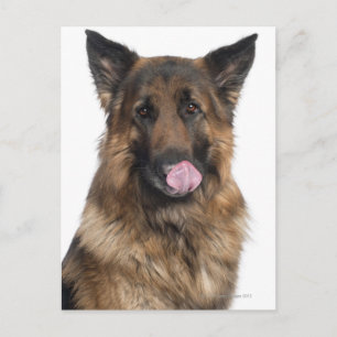 Deutscher Schäferhund Postkarte