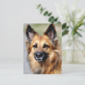 Deutscher Schäferhund Postkarte (Stehend Vorderseite)
