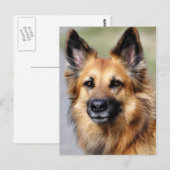 Deutscher Schäferhund Postkarte (Vorne/Hinten)