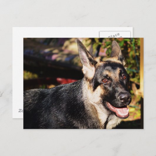 Deutscher Schäferhund Postkarte (Vorne/Hinten)