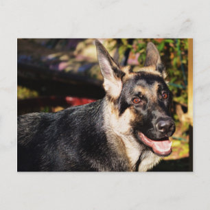 Deutscher Schäferhund Postkarte