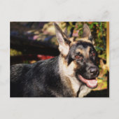 Deutscher Schäferhund Postkarte (Vorderseite)