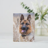 Deutscher Schäferhund Postkarte (Stehend Vorderseite)