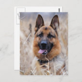 Deutscher Schäferhund Postkarte (Vorne/Hinten)