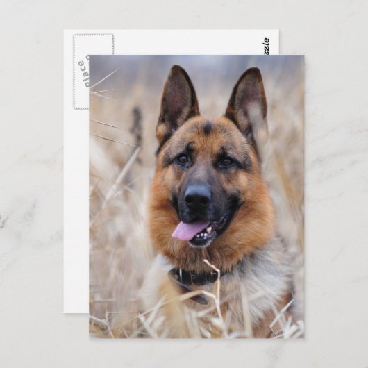 Deutscher Schäferhund Postkarte (Vorne/Hinten)