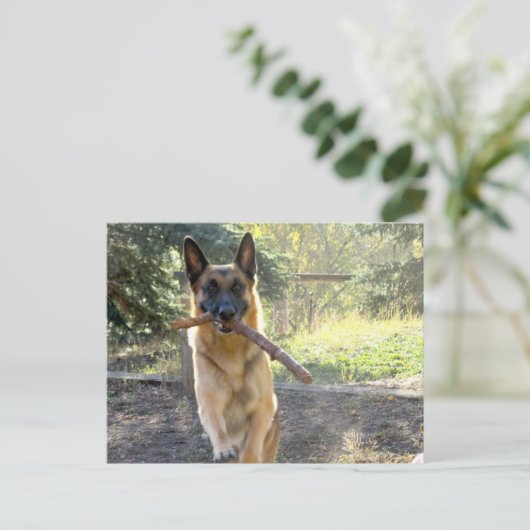 Deutscher Schäferhund Postkarte (Stehend Vorderseite)