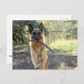 Deutscher Schäferhund Postkarte (Vorne/Hinten)