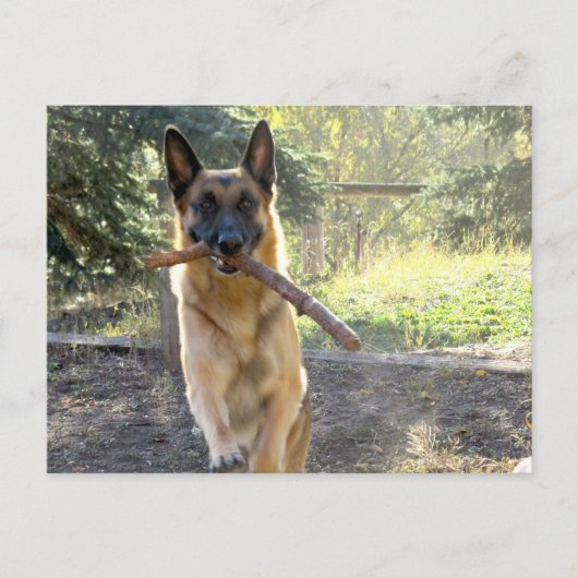 Deutscher Schäferhund Postkarte (Vorderseite)