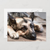 Deutscher Schäferhund Postkarte (Vorne/Hinten)