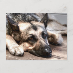 Deutscher Schäferhund Postkarte