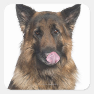 Deutscher Schäferhund Quadratischer Aufkleber
